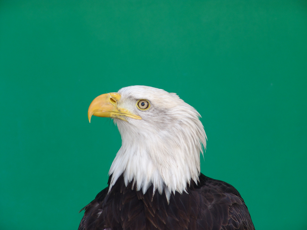 bird